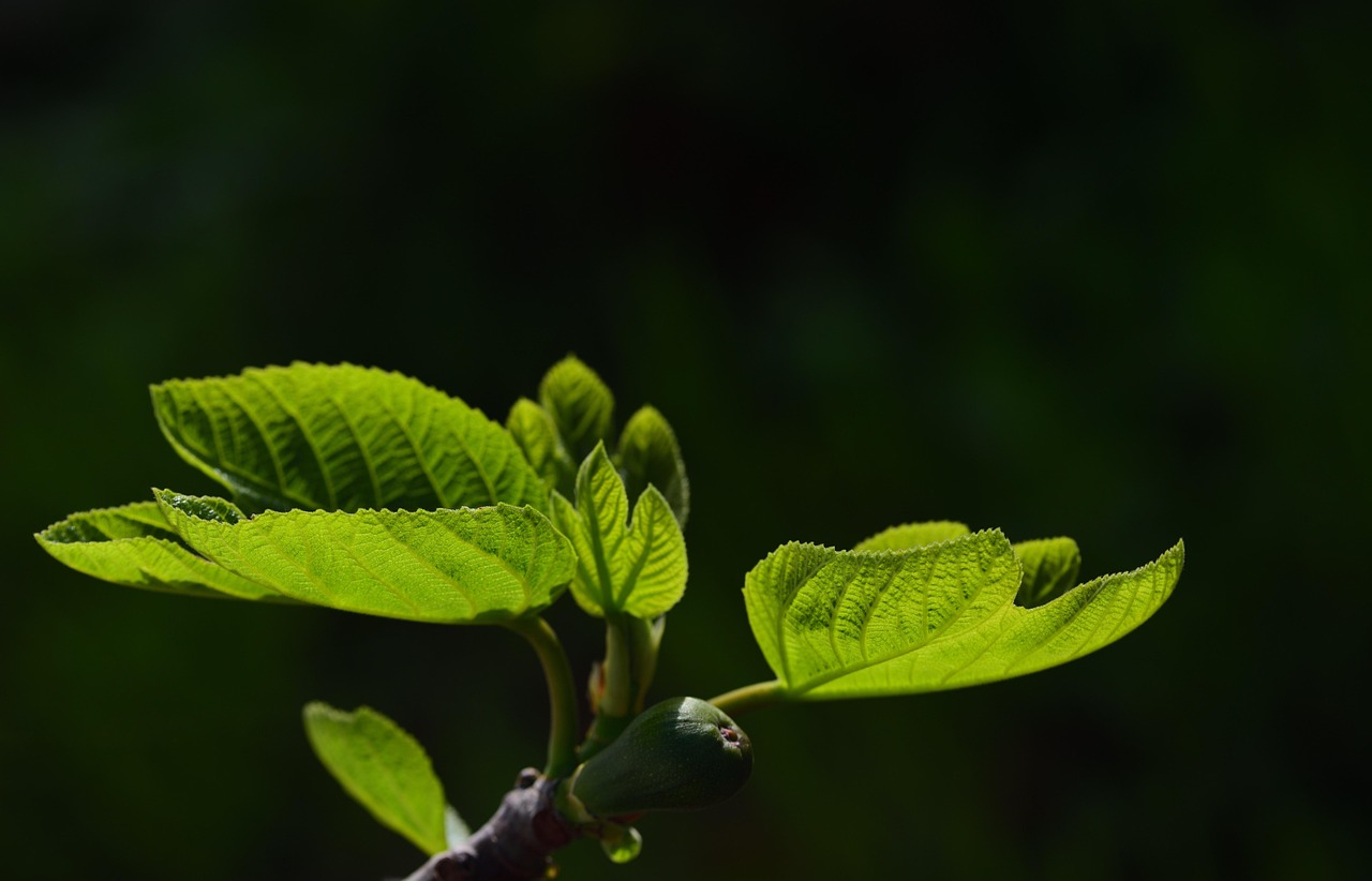 Tuinpad verlicht door slimme LED-lampen.