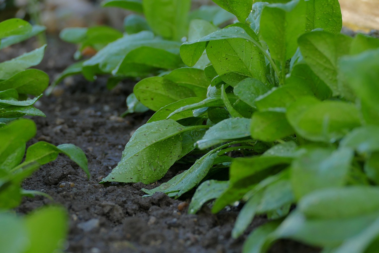 Waterbesparend irrigatiesysteem in bloeiende zomertuin.